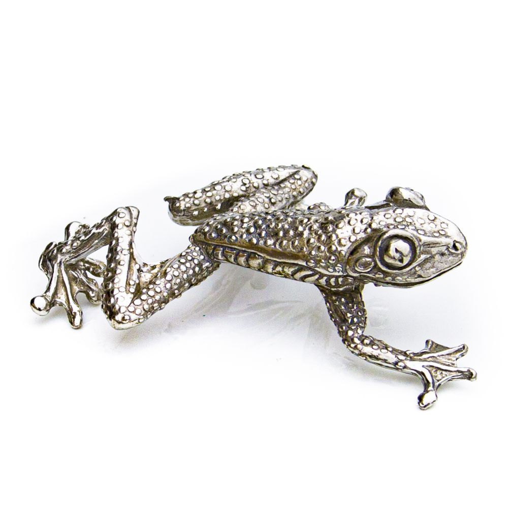 Flat Tree Frog