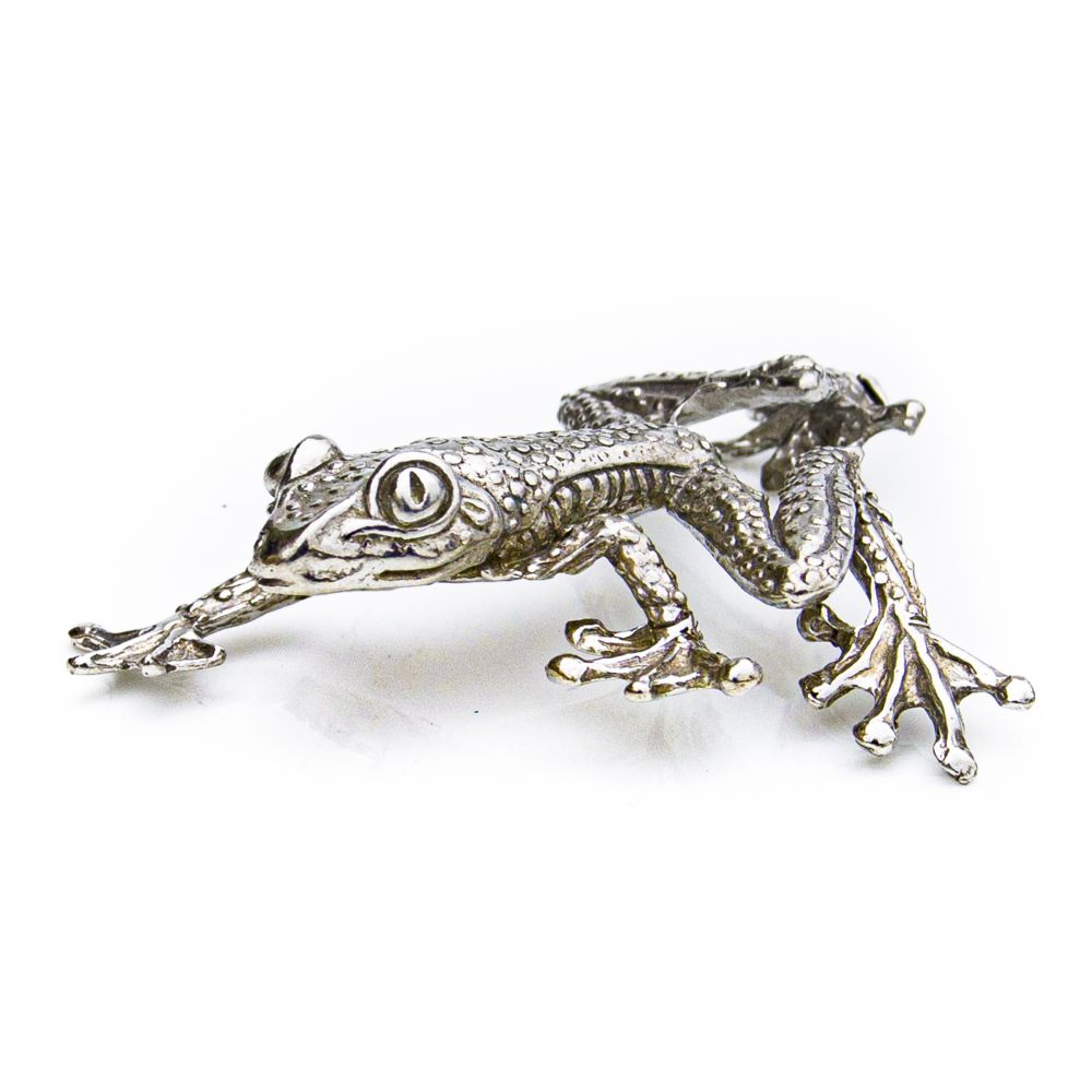 Flat Tree Frog