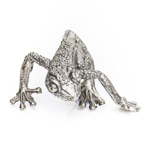 Flat Tree Frog